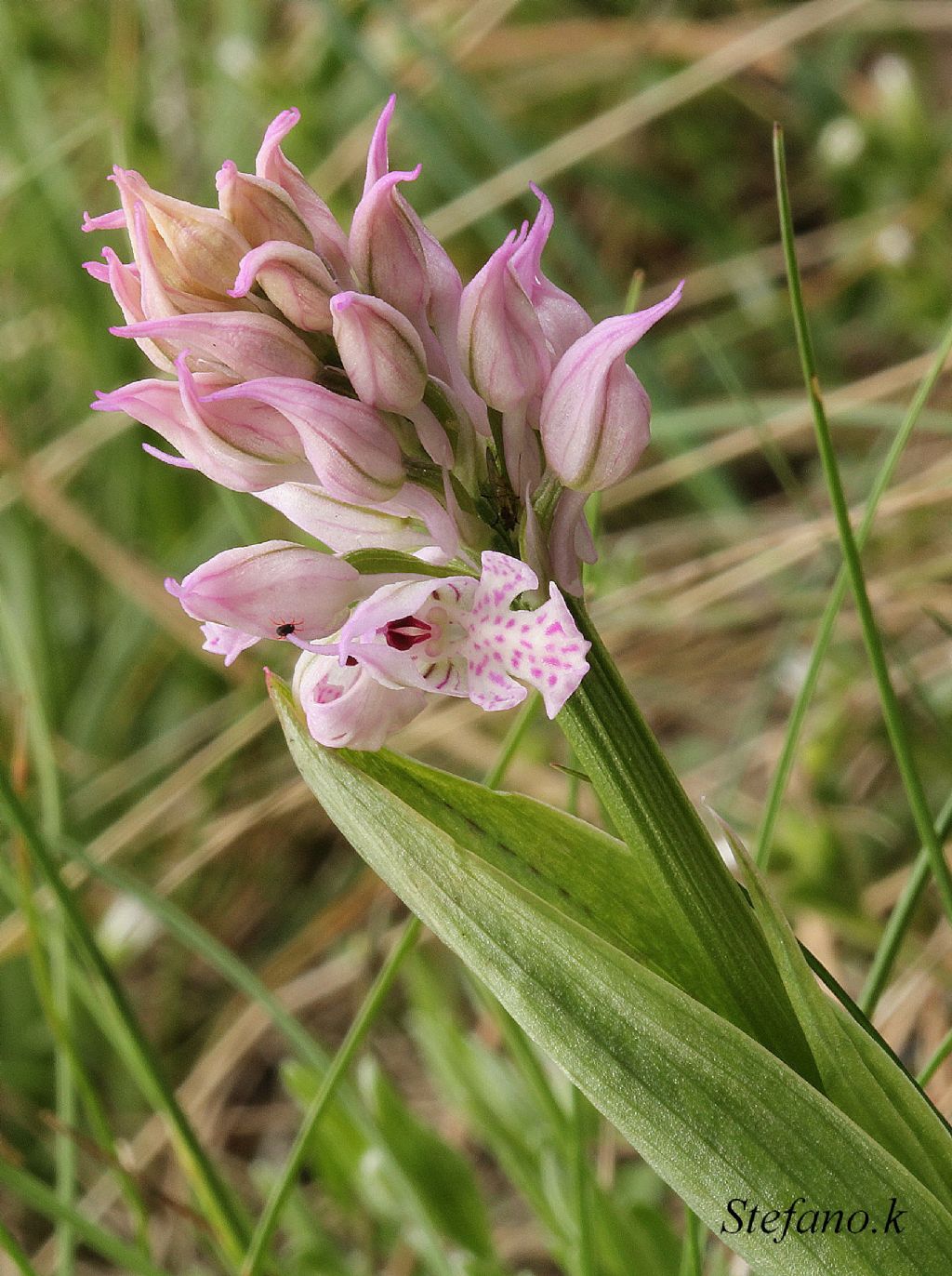 Neotinea tridentata